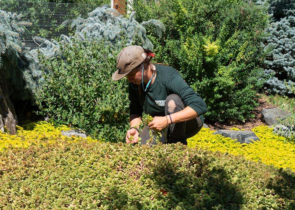 employee at flourish fine gardening in garden boulder county co